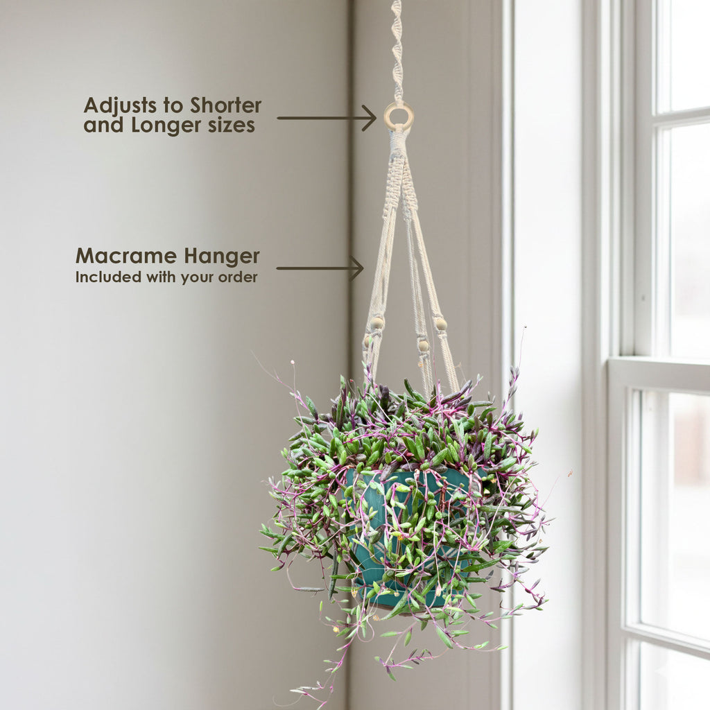 Ruby Necklace Plant &