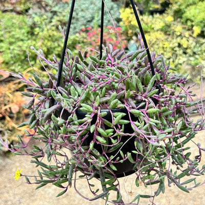 Ruby Necklace Plant 'Othonna capensis'