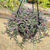 Ruby Necklace Plant &