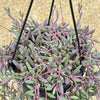 Ruby Necklace Plant &