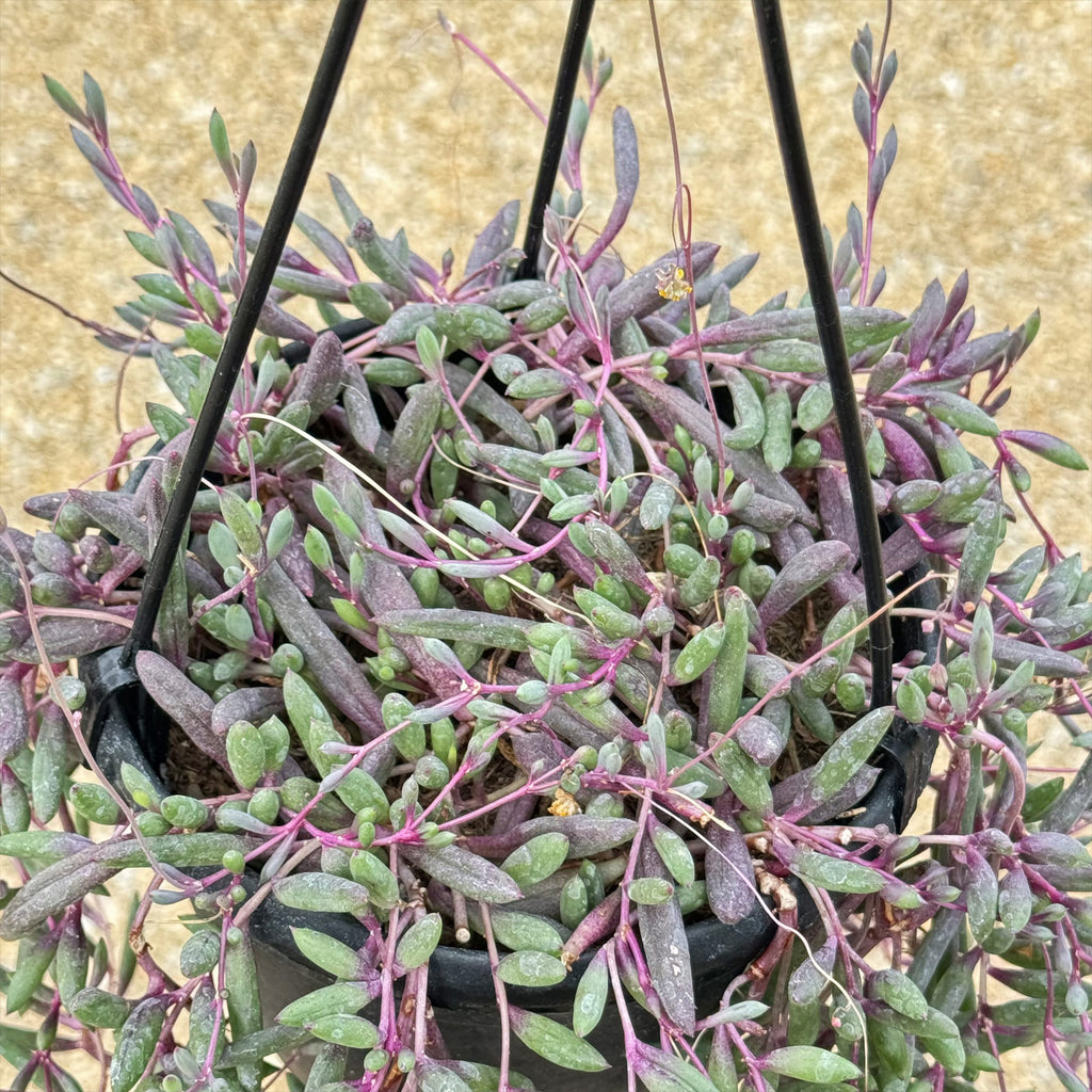 Ruby Necklace Plant &