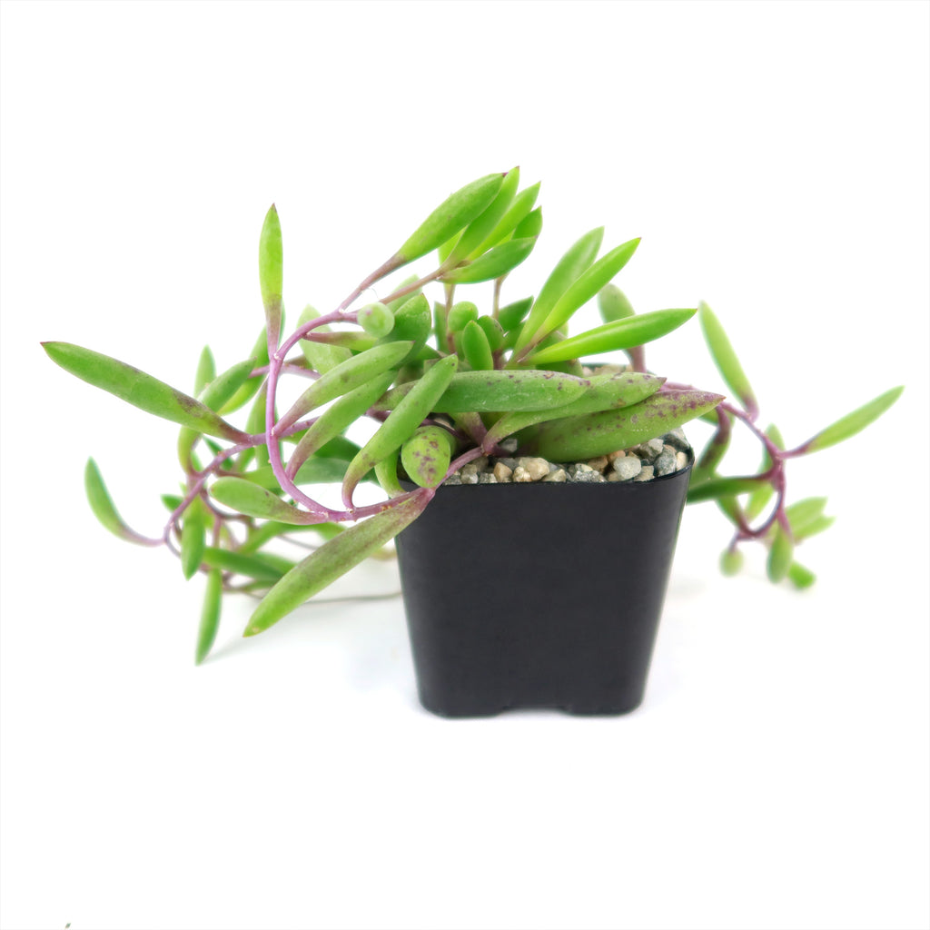 Ruby Necklace Plant &