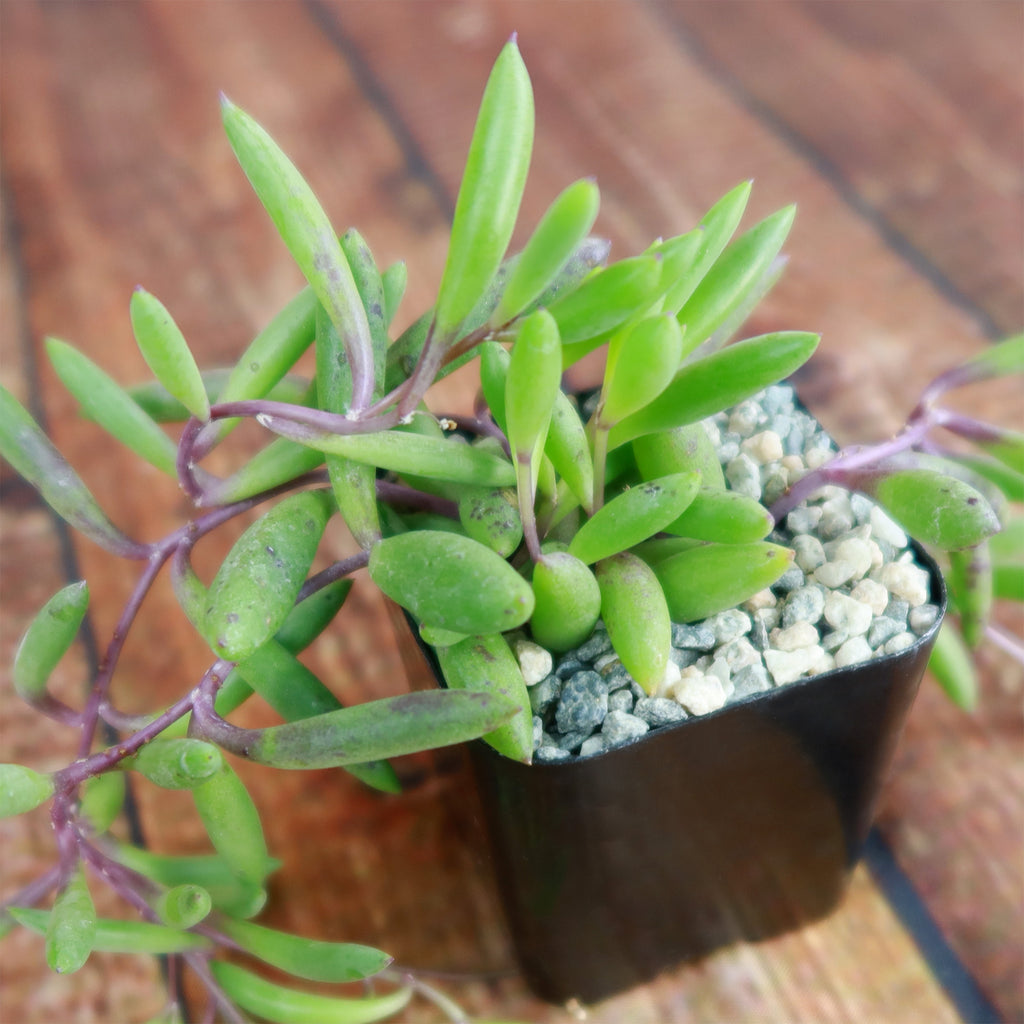 Ruby Necklace Plant &