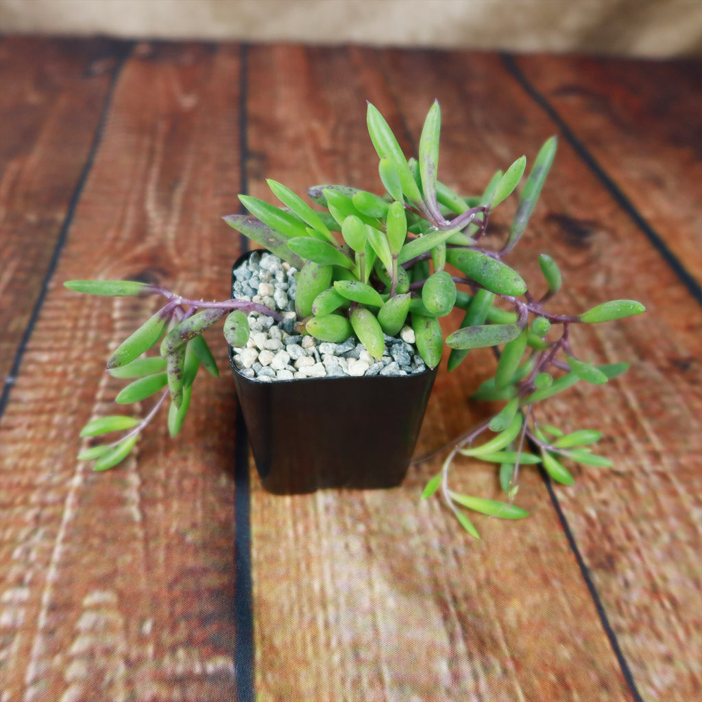 Ruby Necklace Plant &