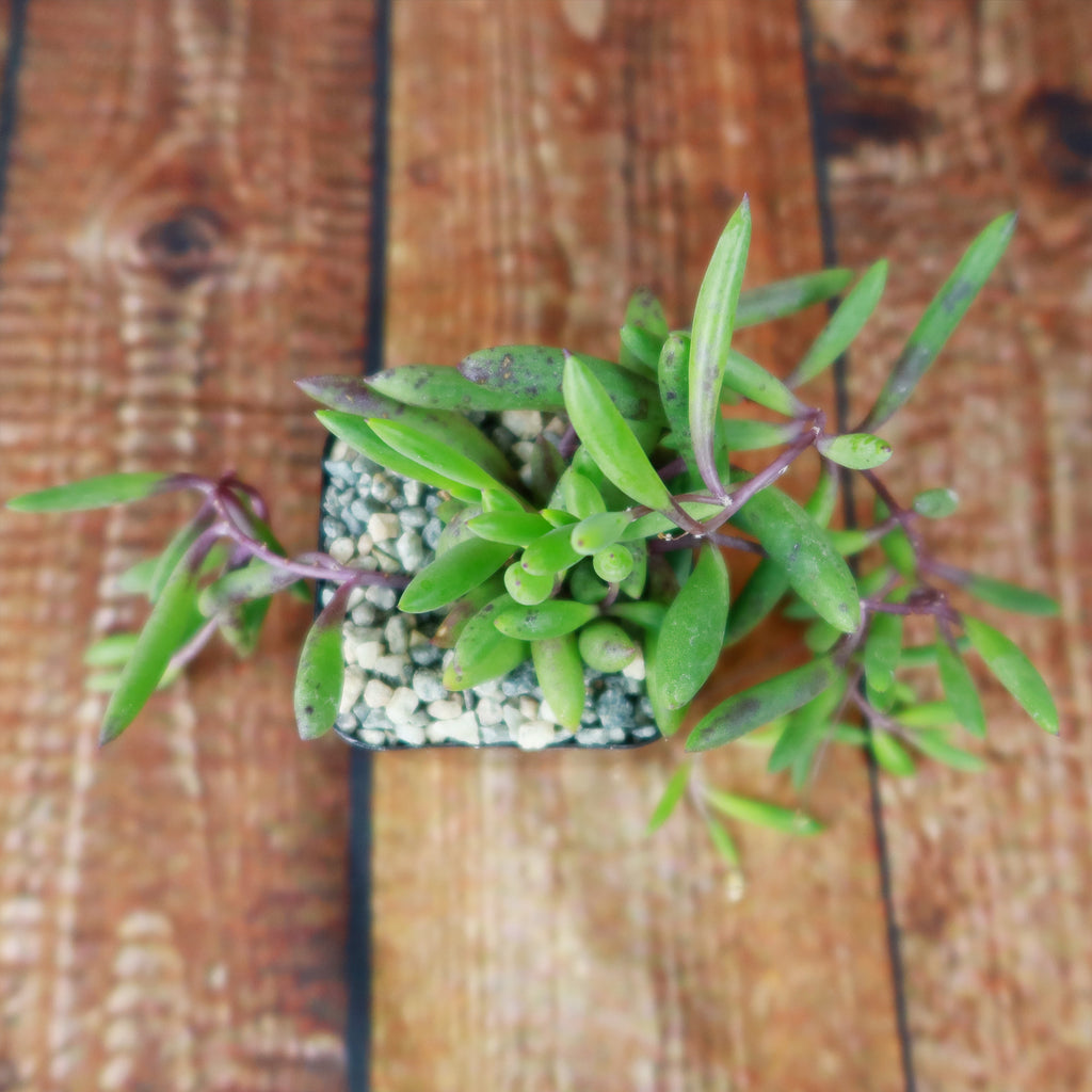 Ruby Necklace Plant &