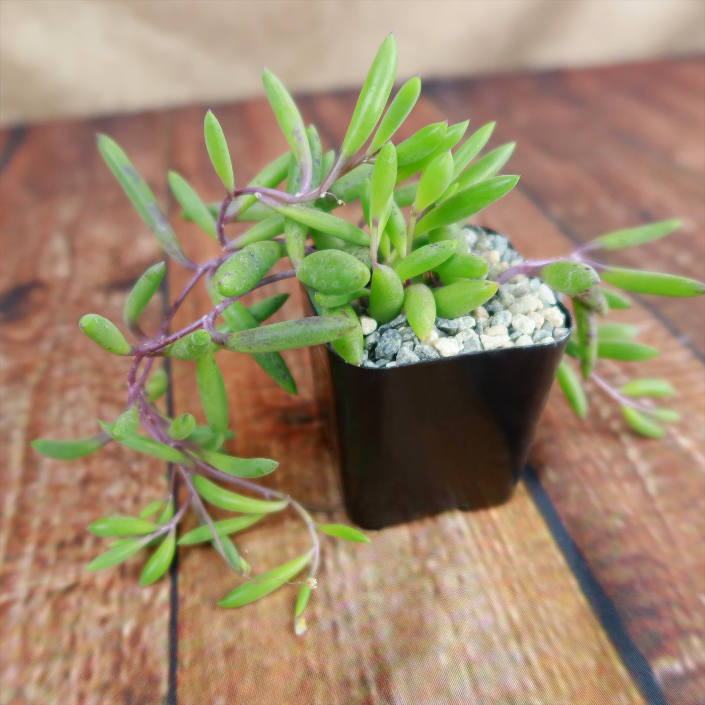 ruby necklace plant indoor Shop 'Ruby Necklace Plant - Othonna capensis' Care and Growing Guide