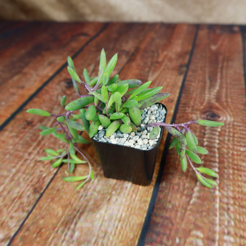 Ruby Necklace Plant &