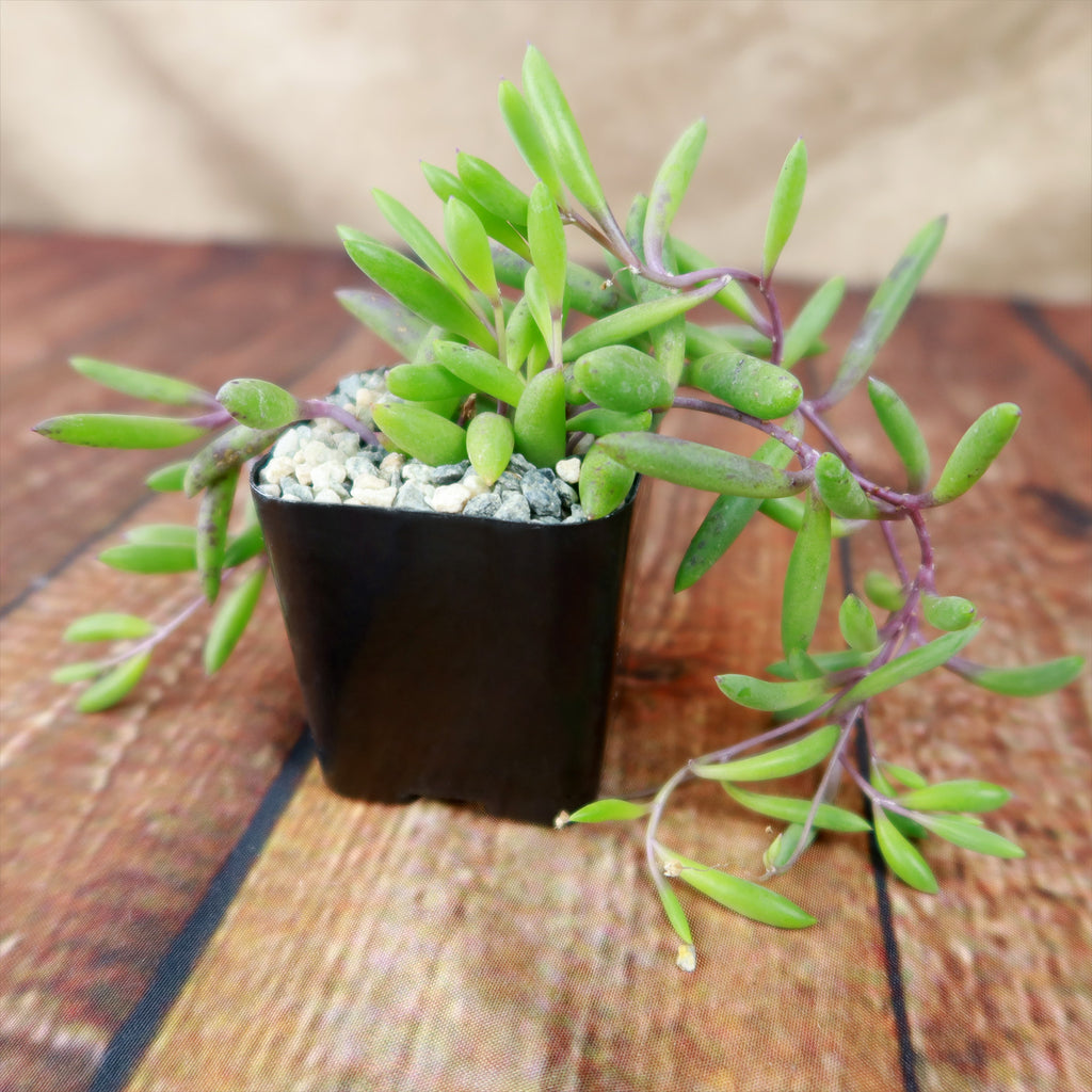 Ruby Necklace Plant &