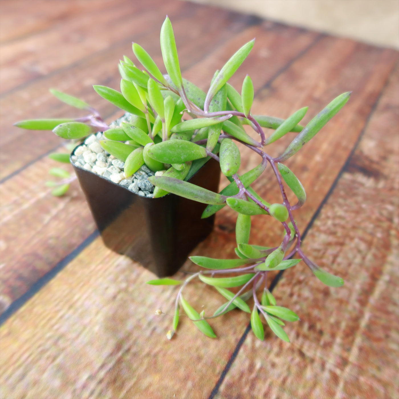 ruby necklace succulent care Shop 'Ruby Necklace Plant - Othonna capensis' Care and Growing Guide