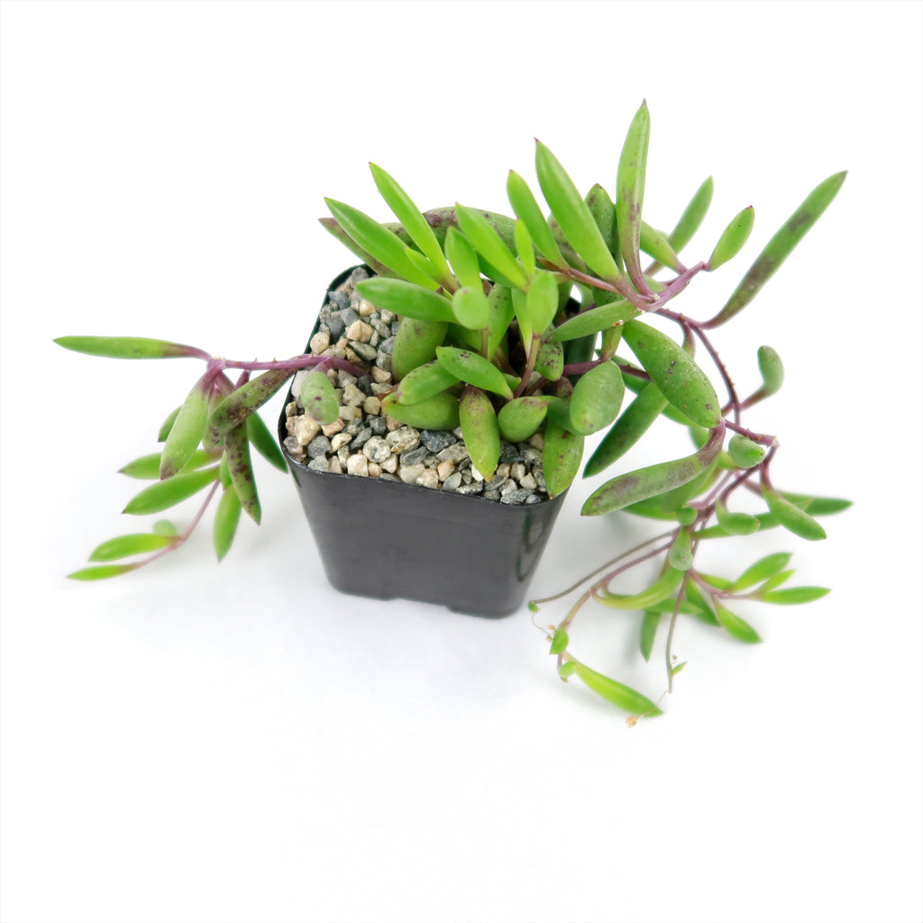 Ruby Necklace Plant &