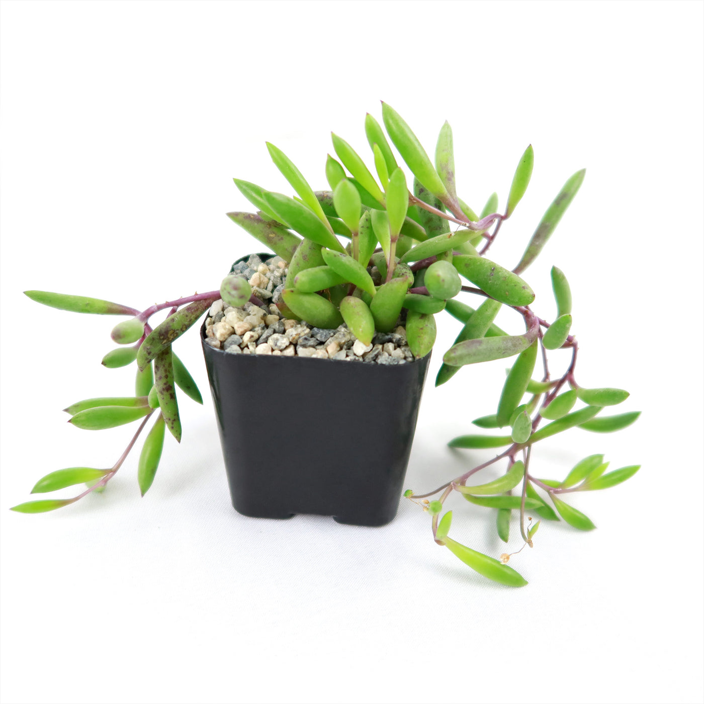 string of rubies succulent Shop 'Ruby Necklace Plant - Othonna capensis' Care and Growing Guide