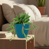 Ruby Necklace Plant (Othonna capensis) in a blue textured pot on a wooden bedside table, with books and soft bedroom lighting in the background.