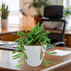 Ruby Necklace Plant (Othonna capensis) in a white textured pot on a desk with office items, adding a lively accent to the workspace.