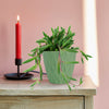 A red candle in a black holder and a potted Ruby Necklace Plant, Othonna capensis, on a light wood table with pink wall and sunlight.