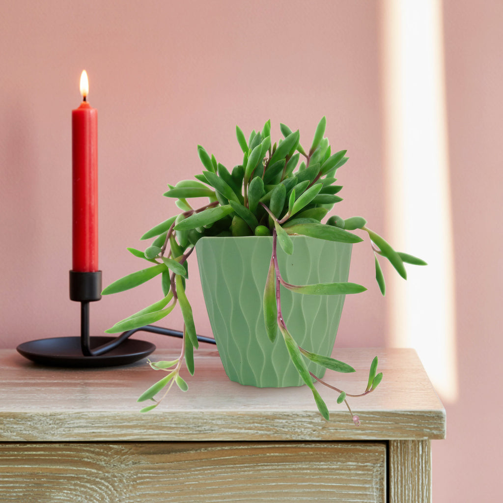 A red candle in a black holder and a potted Ruby Necklace Plant, Othonna capensis, on a light wood table with pink wall and sunlight.