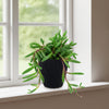 Ruby Necklace Plant (Othonna capensis) with slender leaves in a black textured pot on a bright white windowsill by a sunlit window.
