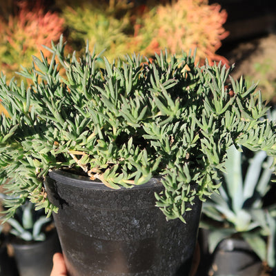 ruschia succulent Ruschia Pulvinaris 1 Gal