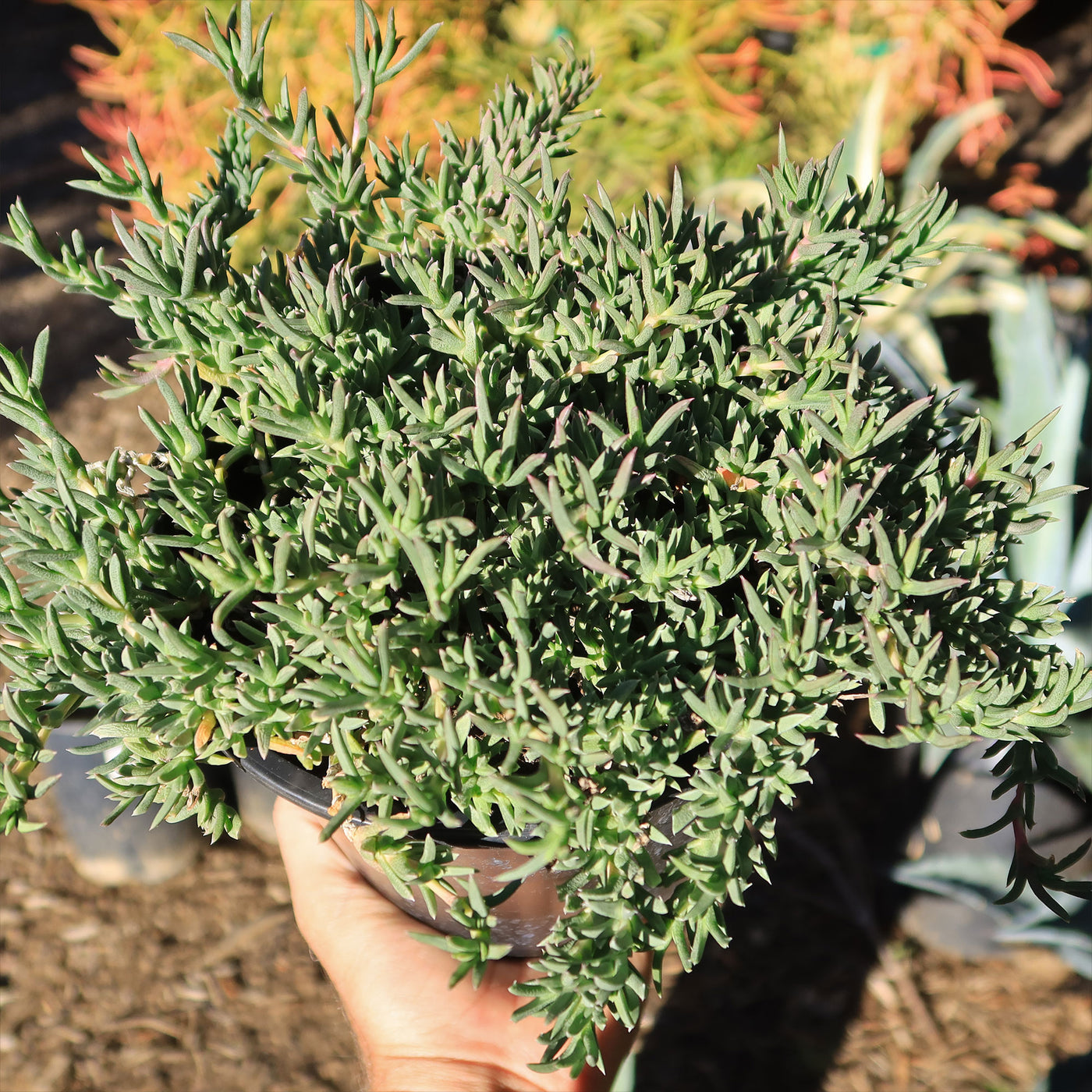 ruschia succulent Buy Ruschia Pulvinaris Succulent | Creeping Shrubby Ice Plant