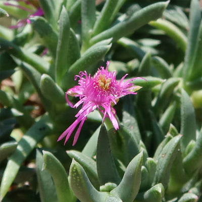 Ruschia Pulvinaris