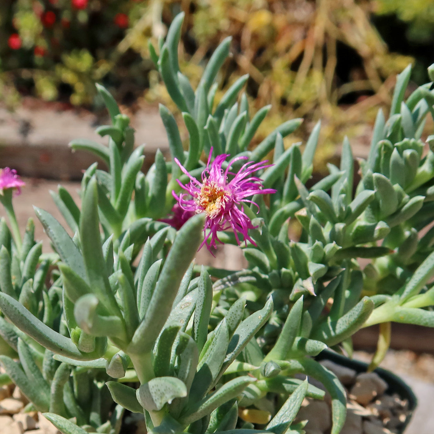 Ruschia Pulvinaris