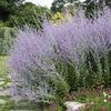 Russian sage ‘Perovskia atriplicifolia’