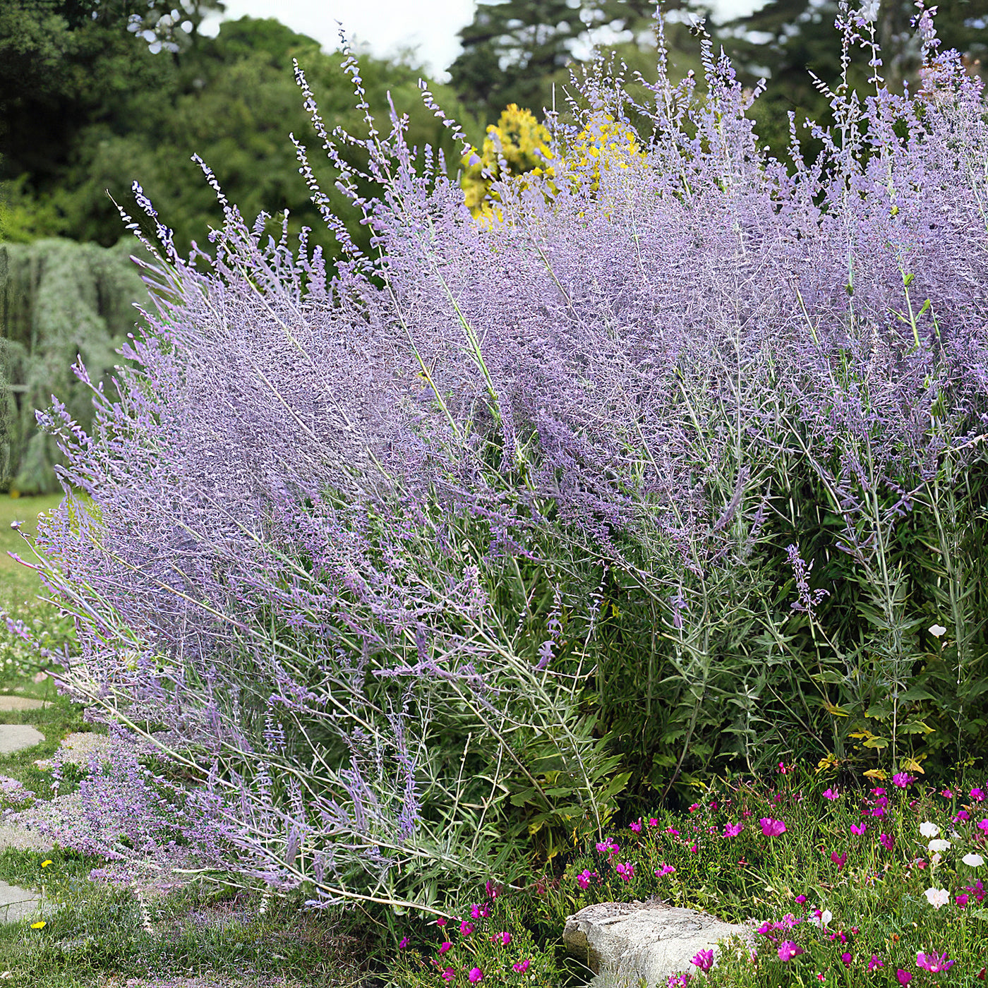 Russian sage ‘Perovskia atriplicifolia’