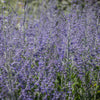 Russian sage ‘Perovskia atriplicifolia’