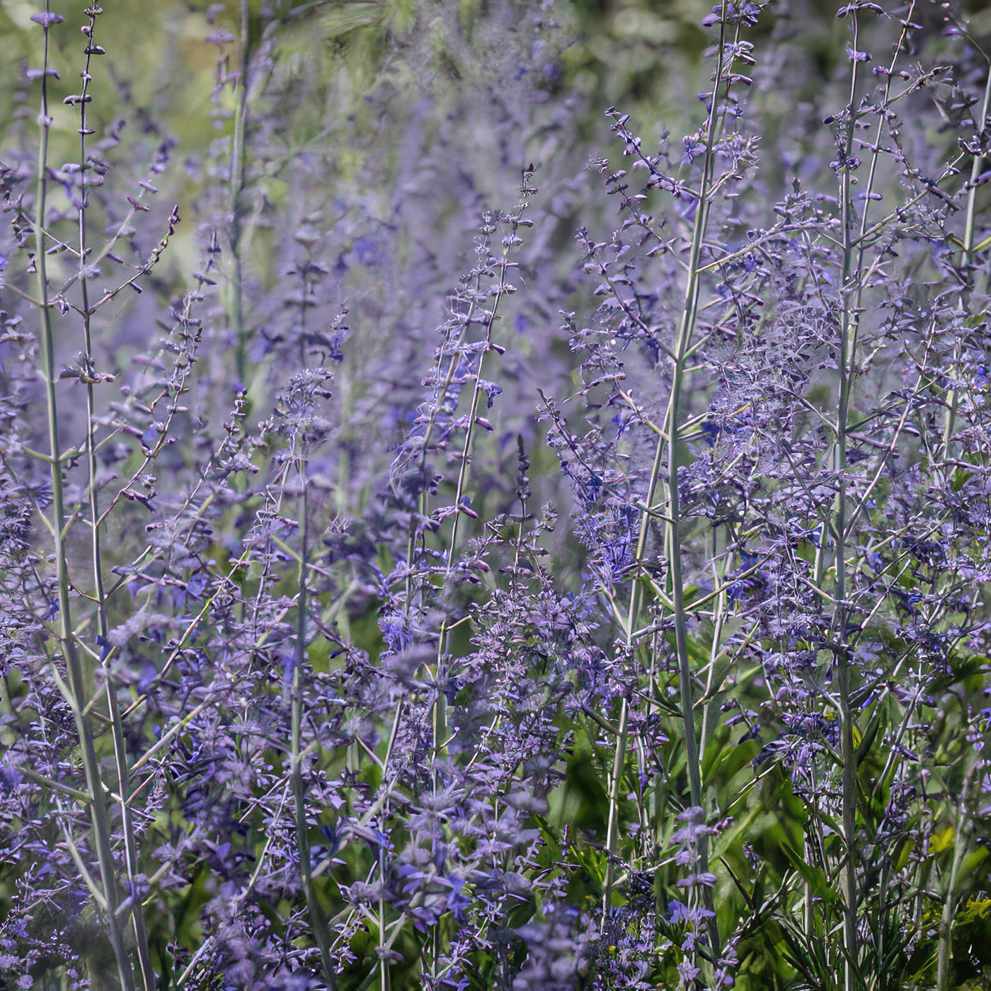 Russian sage ‘Perovskia atriplicifolia’