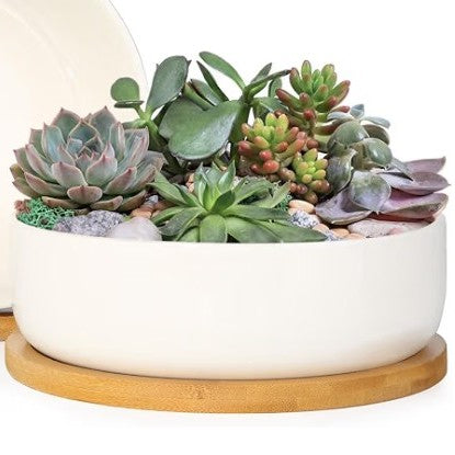 Front view of modern succulent planter with saucer window box showcasing white plastic design with assorted succulents