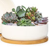 Front view of modern succulent planter with saucer window box showcasing white plastic design with assorted succulents