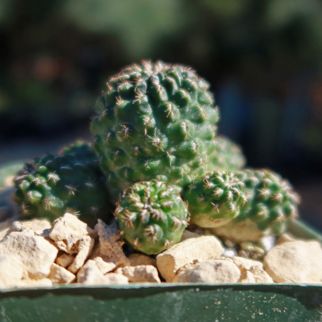 Sulcorebutia Canigueralii Brevispina