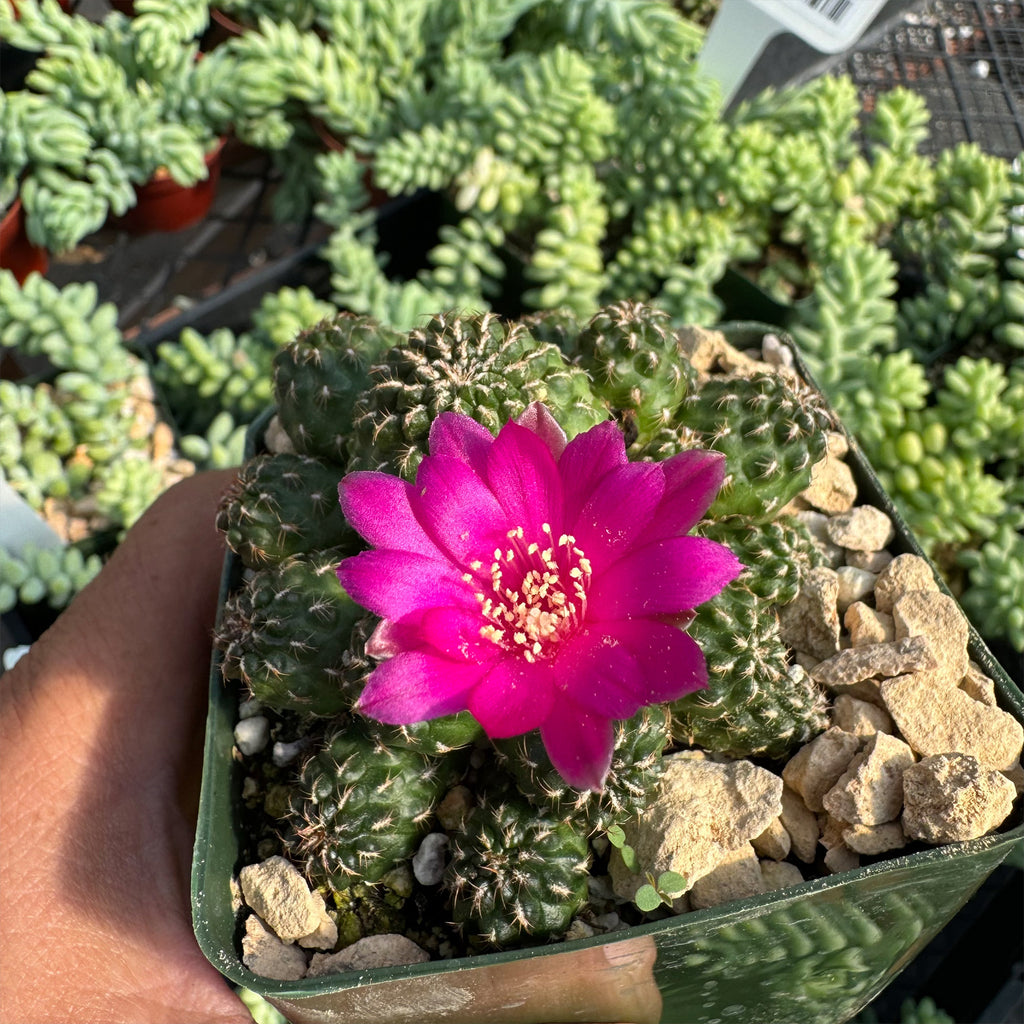 Sulcorebutia Canigueralii Brevispina