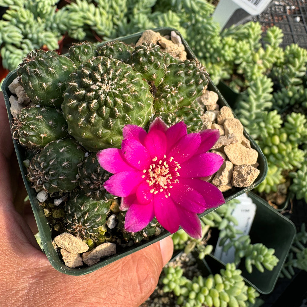 Sulcorebutia Canigueralii Brevispina