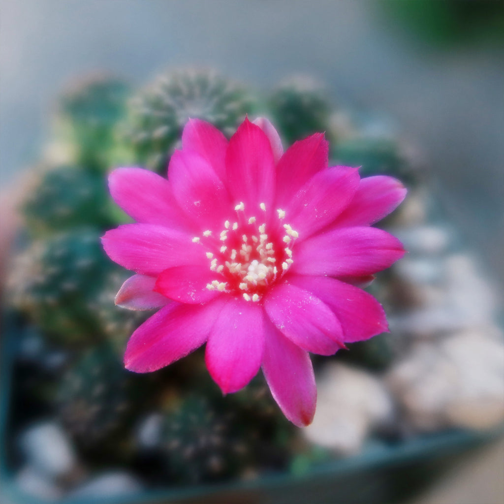 Sulcorebutia Canigueralii Brevispina