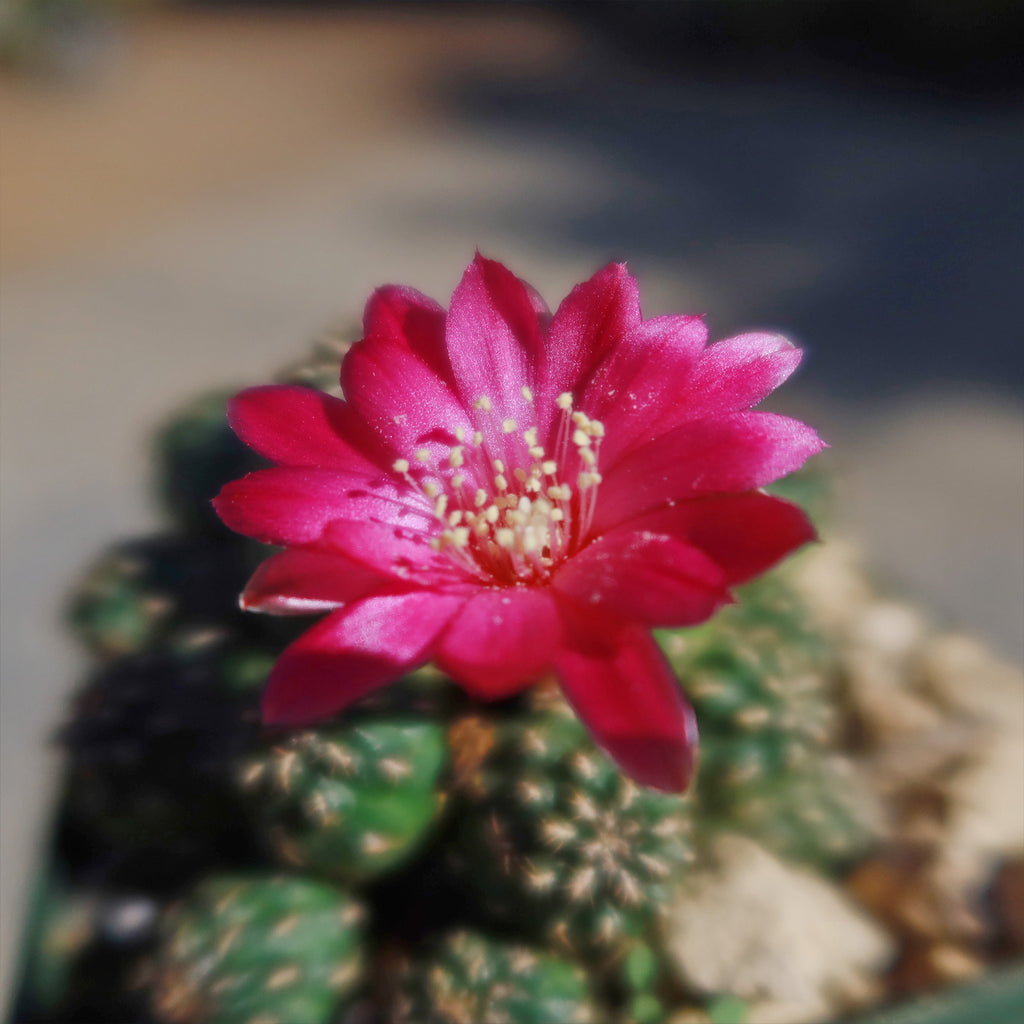 Sulcorebutia Canigueralii Brevispina