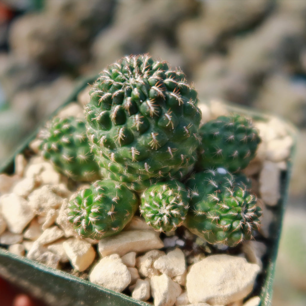 Sulcorebutia Canigueralii Brevispina