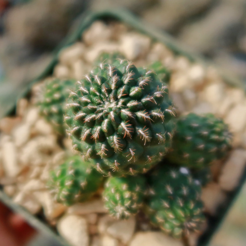 Sulcorebutia Canigueralii Brevispina