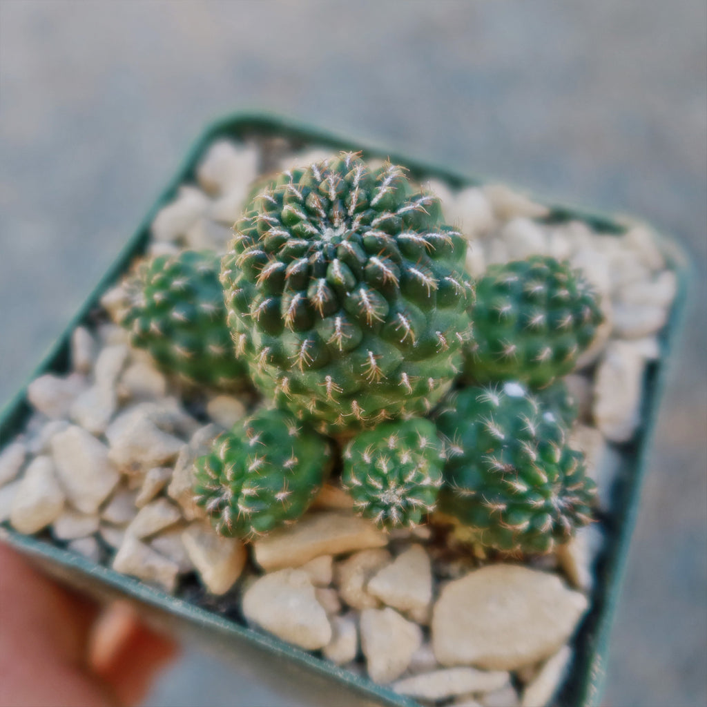 Sulcorebutia Canigueralii Brevispina