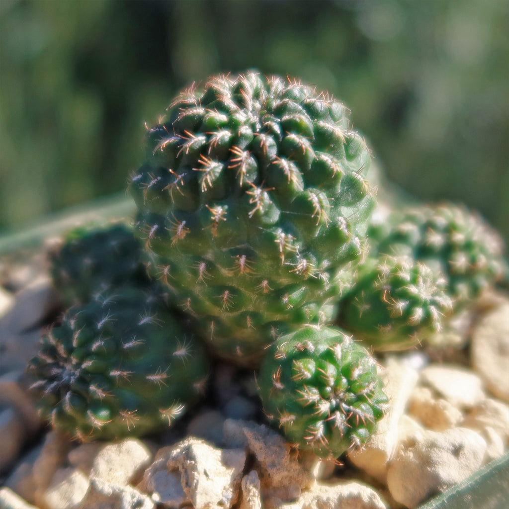 Sulcorebutia Canigueralii Brevispina