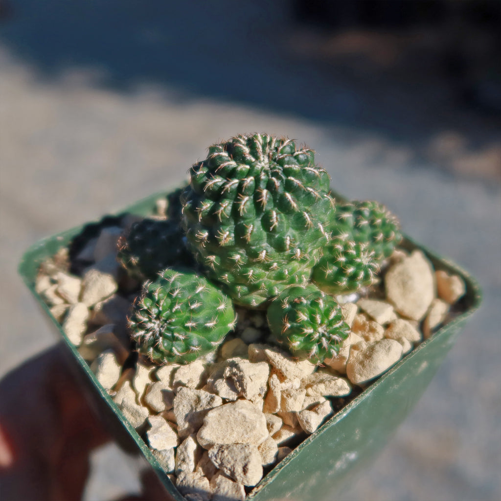 Sulcorebutia Canigueralii Brevispina