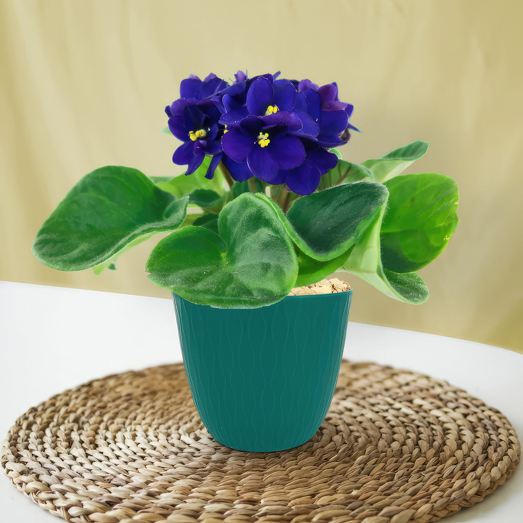 African Violet Plant ‘Saintpaulia ionantha’