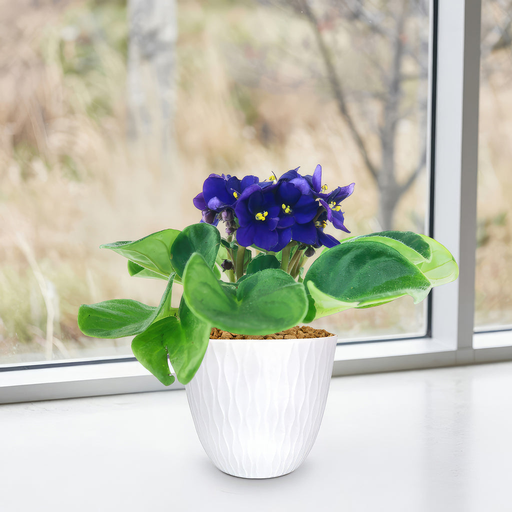 African Violet Plant ‘Saintpaulia ionantha’