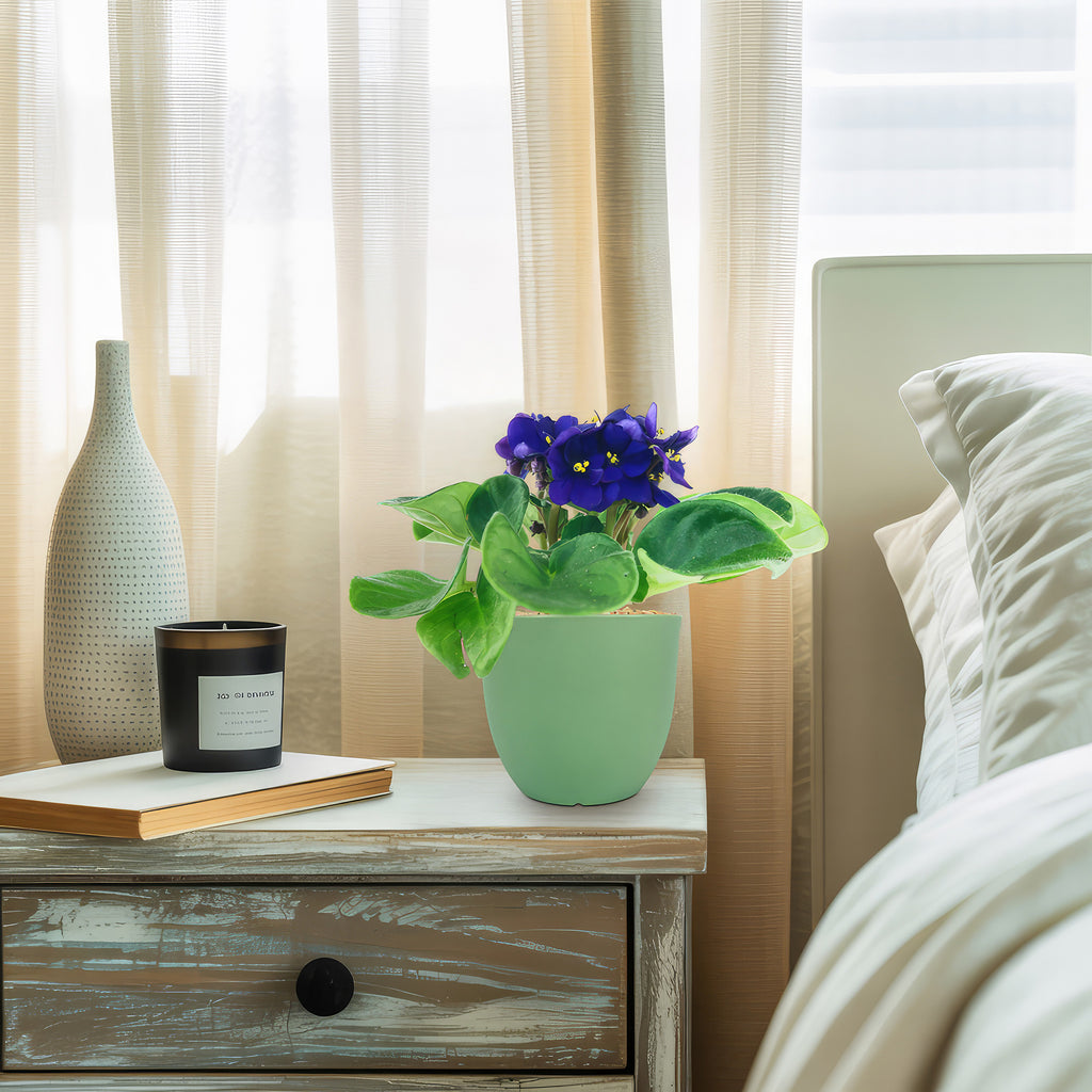 African Violet Plant ‘Saintpaulia ionantha’