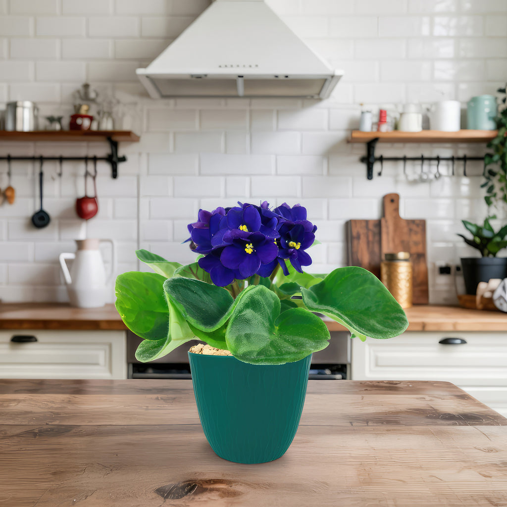 African Violet Plant ‘Saintpaulia ionantha’