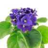 African Violet Plant ‘Saintpaulia ionantha’