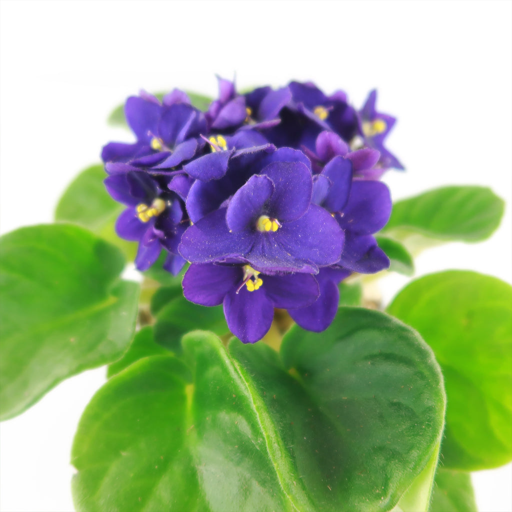 African Violet Plant ‘Saintpaulia ionantha’