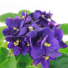 African Violet Plant ‘Saintpaulia ionantha’