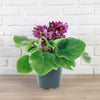 Burgundy African Violet ‘Saintpaulia ionantha’
