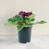Burgundy African Violet ‘Saintpaulia ionantha’