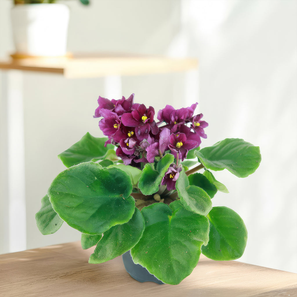 Burgundy African Violet ‘Saintpaulia ionantha’